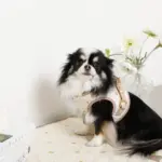 レモン柄刺繍ハーネス+リードSET【名入れ刺繍対応】 - 画像 (9)