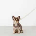 シュリンクレザーコットンライクリード - 画像 (4)