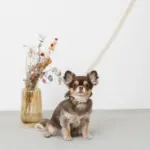 シュリンクレザーコットンライクリード - 画像 (7)