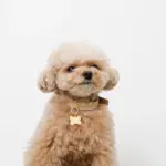 ボーンチャームレザーカラー【名入れ彫刻対応】 - 画像 (3)