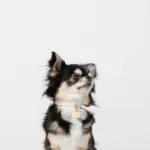 ボーンチャームレザーカラー【名入れ彫刻対応】 - 画像 (4)