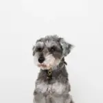 ボーンチャームレザーカラー【名入れ彫刻対応】 - 画像 (6)