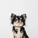 ボーンチャームレザーカラー【名入れ彫刻対応】 - 画像 (8)