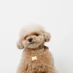 ボーンチャームレザーカラー【名入れ彫刻対応】 - 画像 (9)