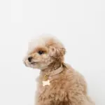 ボーンチャームレザーカラー【名入れ彫刻対応】 - 画像 (10)