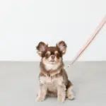 2wayコットンライクリード【名入れ刺繍対応】 - 画像 (2)