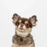 バイカラーサークルチャームレザーカラー【名入れ彫刻対応】 - 画像 (4)