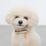 バイカラーサークルチャームレザーカラー【名入れ彫刻対応】 - 画像 (8)