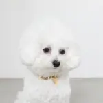 バイカラーサークルチャームレザーカラー【名入れ彫刻対応】 - 画像 (9)