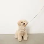 ソフトラバーハーネス+リードSET - 画像 (2)