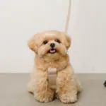 ソフトラバーハーネス+リードSET - 画像 (4)