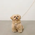 ソフトラバーハーネス+リードSET - 画像 (6)