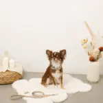 ソフトラバーカラー＋リードSET【名入れ彫刻対応】 - 画像 (2)