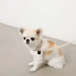 ソフトラバーカラー＋リードSET【名入れ彫刻対応】 - 画像 (3)