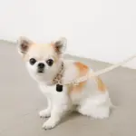 ソフトラバーカラー＋リードSET【名入れ彫刻対応】 - 画像 (4)