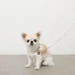 ソフトラバーカラー＋リードSET【名入れ彫刻対応】 - 画像 (5)