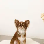 ソフトラバーカラー＋リードSET【名入れ彫刻対応】 - 画像 (7)