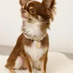 ソフトラバーカラー＋リードSET【名入れ彫刻対応】 - 画像 (8)