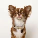 ソフトラバーカラー＋リードSET【名入れ彫刻対応】 - 画像 (9)