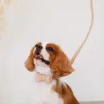 オーストレザーリボンカラー【名入れ彫刻対応】 - 画像 (2)