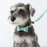 オーストレザーリボンカラー【名入れ彫刻対応】 - 画像 (4)