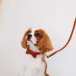 オーストレザーリボンカラー【名入れ彫刻対応】 - 画像 (5)