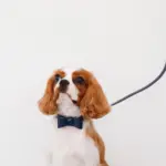 オーストレザーリボンカラー【名入れ彫刻対応】 - 画像 (7)