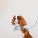 オーストレザーリボンペンダントカラー【名入れ彫刻対応】 - 画像 (2)