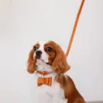 オーストレザーリボンペンダントカラー【名入れ彫刻対応】 - 画像 (4)