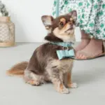 オーストレザーリボンペンダントカラー【名入れ彫刻対応】 - 画像 (7)