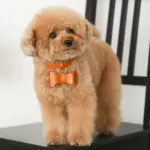 オーストレザーリボンペンダントカラー【名入れ彫刻対応】 - 画像 (8)