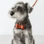 オーストレザーリボンペンダントカラー【名入れ彫刻対応】 - 画像 (10)