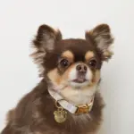 ギンガムチェックくまさんチャームカラー+リードSET【名入れ彫刻対応】 - 画像 (2)