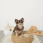 ギンガムチェックくまさんチャームカラー+リードSET【名入れ彫刻対応】 - 画像 (3)