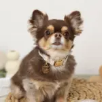 ギンガムチェックくまさんチャームカラー+リードSET【名入れ彫刻対応】 - 画像 (4)