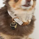 ギンガムチェックくまさんチャームカラー+リードSET【名入れ彫刻対応】 - 画像 (6)