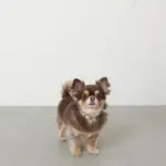 ギンガムチェックくまさんチャームカラー+リードSET【名入れ彫刻対応】 - 画像 (7)