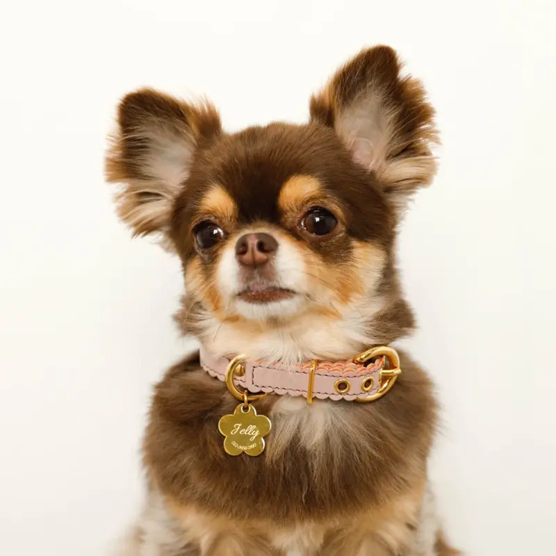 ハウス ドック - Professional Guide and Review