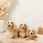 なみなみフラワーチャームレザーカラー【名入れ彫刻対応】 - 画像 (9)