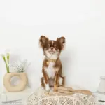 なみなみレザーリード - 画像 (3)