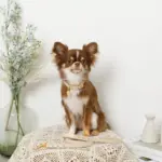 なみなみレザーリード - 画像 (4)