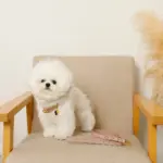 なみなみレザーリード - 画像 (5)