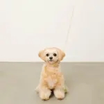 なみなみレザーリード - 画像 (9)