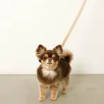 なみなみレザーリード - 画像 (10)