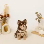 ナチュラルフラワーハーネス＋リードSET【名入れ刺繍対応】 - 画像 (2)