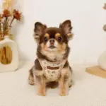 ナチュラルフラワーハーネス＋リードSET【名入れ刺繍対応】 - 画像 (3)