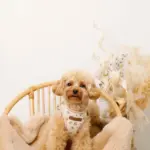 ナチュラルフラワーハーネス＋リードSET【名入れ刺繍対応】 - 画像 (4)