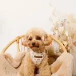 ナチュラルフラワーハーネス＋リードSET【名入れ刺繍対応】 - 画像 (5)