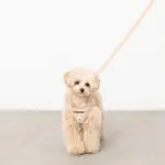 ナチュラルフラワーハーネス＋リードSET【名入れ刺繍対応】 - 画像 (6)