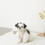 チューリップ柄ハーネス+リードSET【名入れ刺繍対応】 - 画像 (5)